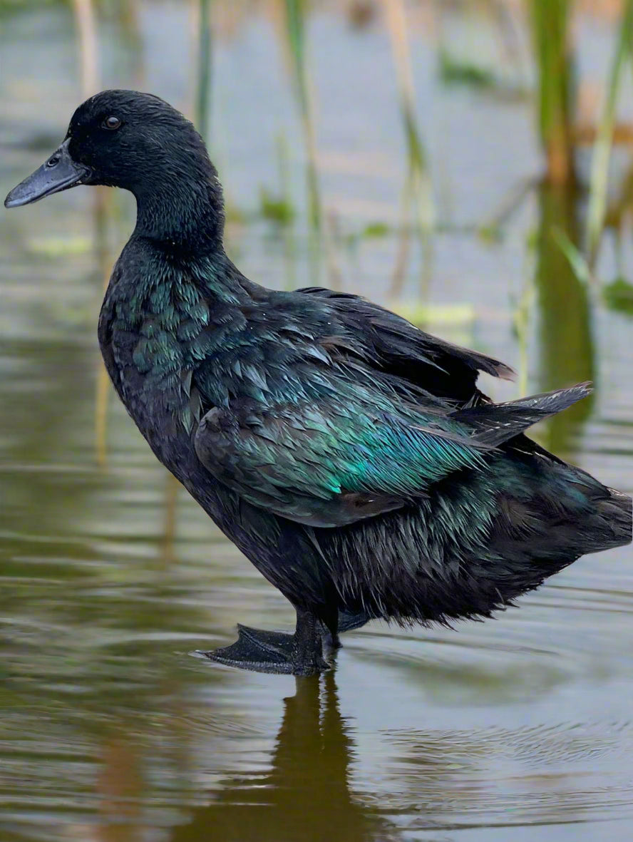 Cayuga Duck Hatching Eggs