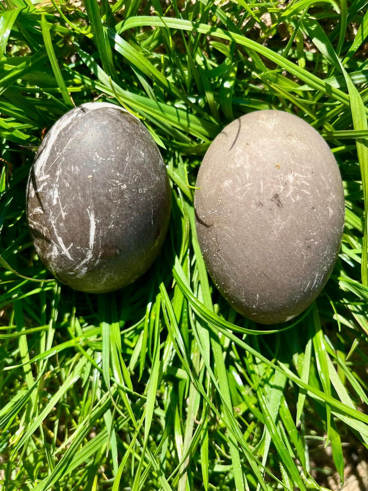 Cayuga Duck Hatching Eggs