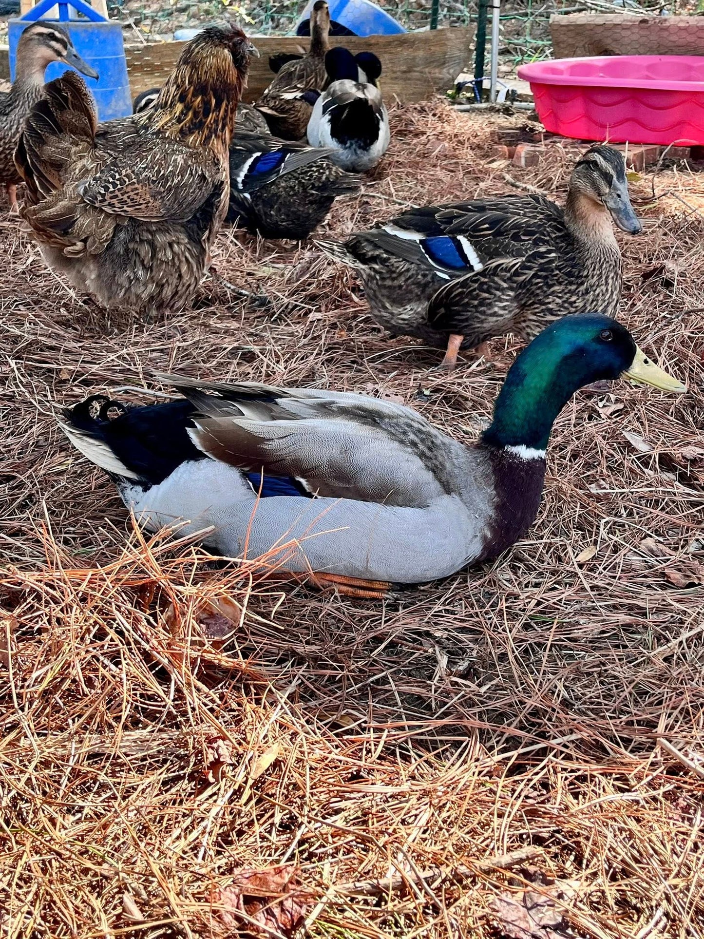 Rouen Duck Hatching Eggs
