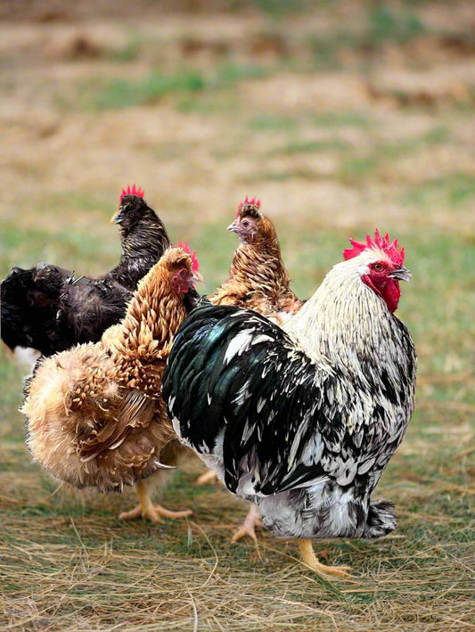 Cochin Mix Hatching Eggs